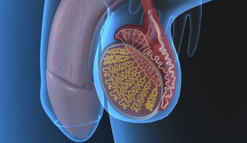 Cosas que debe saber sobre el cáncer de testículo Cosas que debe saber sobre el cáncer de testículo